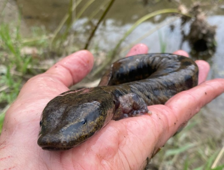 Mudpuppy